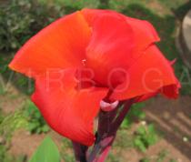 Canna x generalis - Flower - Click to enlarge!